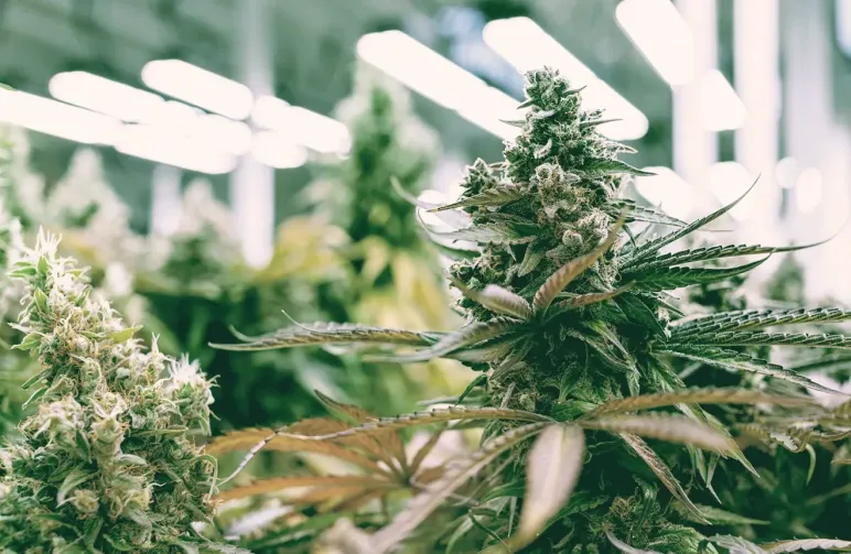 Comment cultiver des autofloraisons à partir de graines : un guide étape par étape