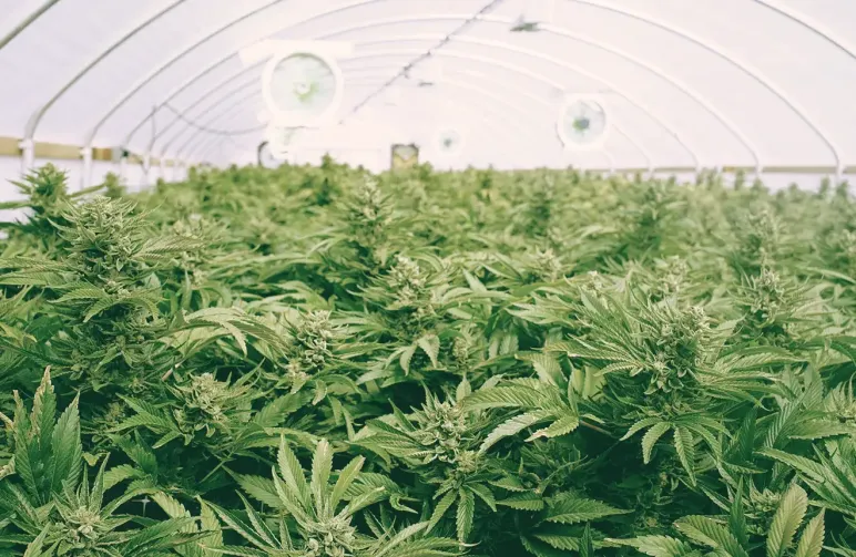 Guide du SCRoG du Cannabis : Qu'est-ce que le SCRoG ? Comment et quand y avoir recours ?