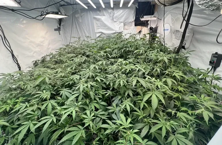 ScrOG vs. SOG : quelle méthode de palissage du cannabis offre le meilleur rendement ?