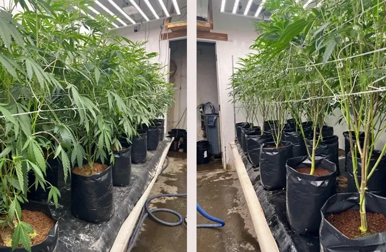 Lollipopping du cannabis : quand et comment tailler pour des têtes denses