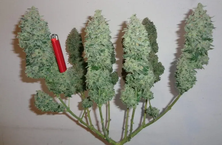 Mainlining du cannabis: guide visuel étape par étape