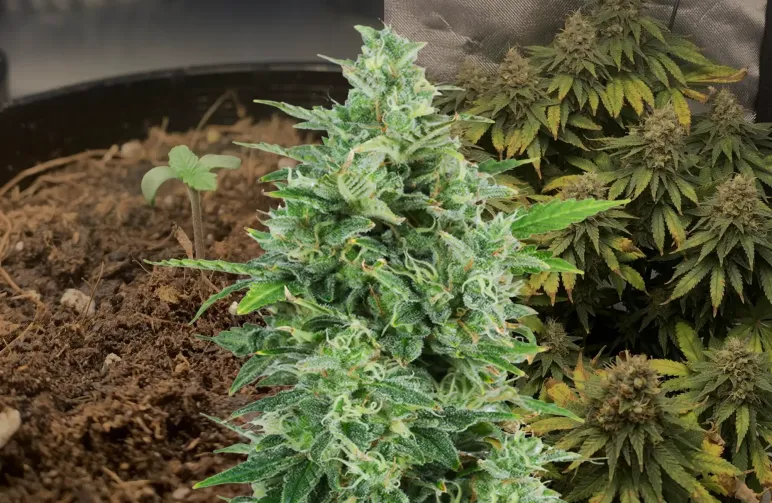 Journal de culture OG Kush Semaine par Semaine