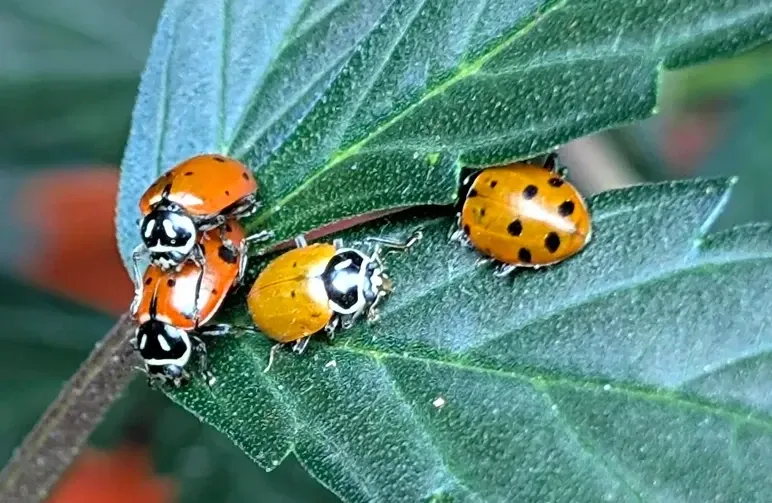 Guide de terrain d'un cultivateur sur la lutte antiparasitaire biologique pour le cannabis en extérieur