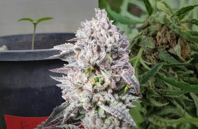 Permanent Marker Journal de Culture Semaine par Semaine