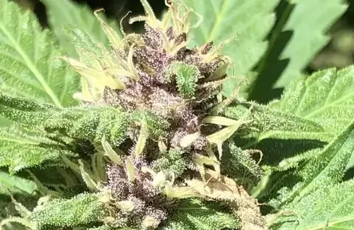 Méthodes de Culture d'Autofloraison pour Cultivateurs Avancés