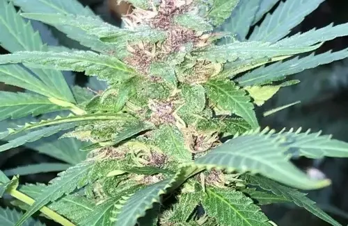 Cultiver des Autofleurs dans des Espaces extrêmement Petits