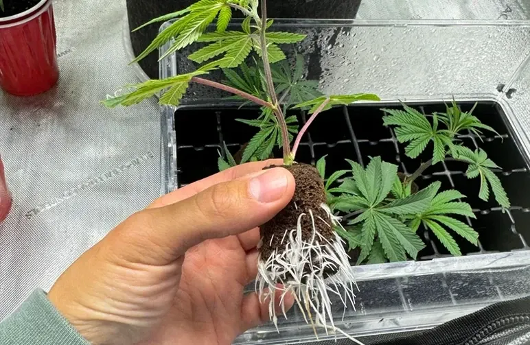 Culture monstrueuse : comment cloner des plantes à fleurs pour une croissance explosive