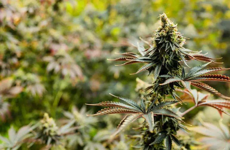 10 Variétés Autofloraison les Plus Puissants avec Jusqu'à 37% de THC 🤯