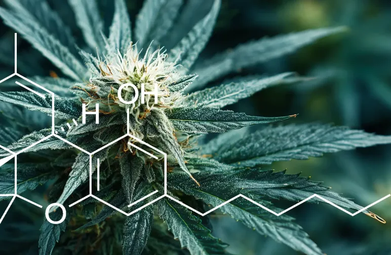 Étude : Quantification des niveaux de THC dans différentes variétés de Cannabis Sativa