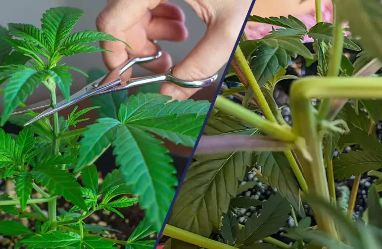 Super Cropping vs Topping : Quelle technique offre les meilleurs rendements en cannabis ?