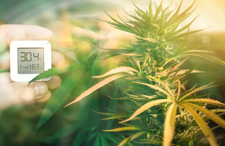Optimisation de la température et de l’humidité pour la croissance du cannabis féminisé
