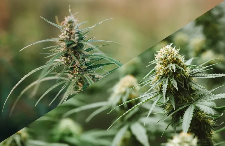 Indica vs Sativa : 10 Différences pour les Débutants