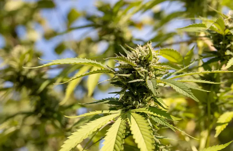 Top 10 des Meilleures Variétés Autofloraison pour la Rapidité, la Puissance et le Rendement