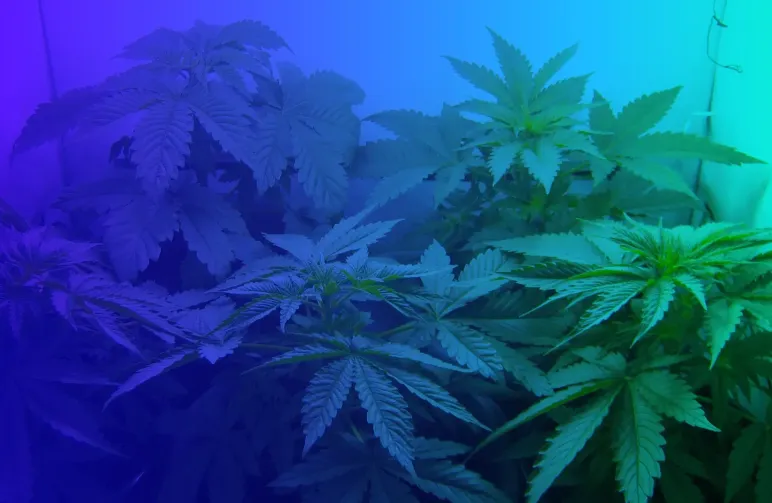 Top 5 des graines de cannabis féminisées les plus faciles pour débutants