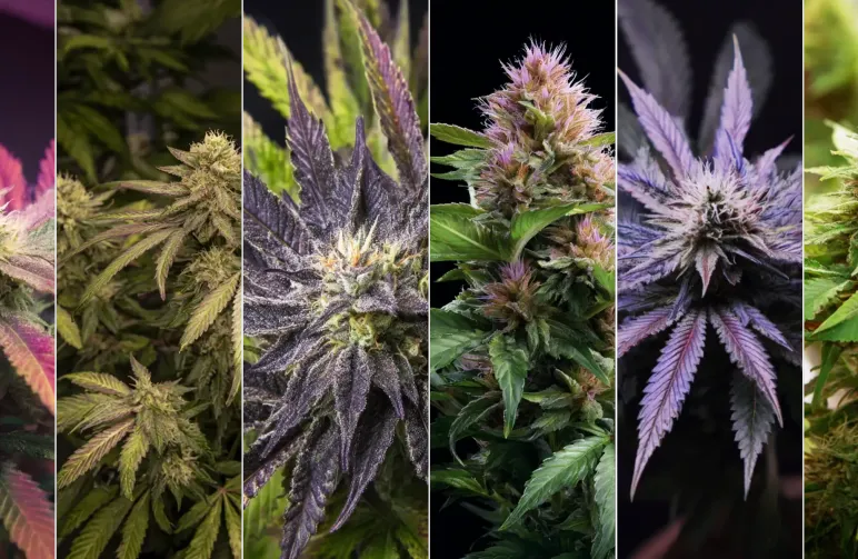 Top 6 des variétés indica les plus relaxantes pour le sommeil et le soulagement du stress