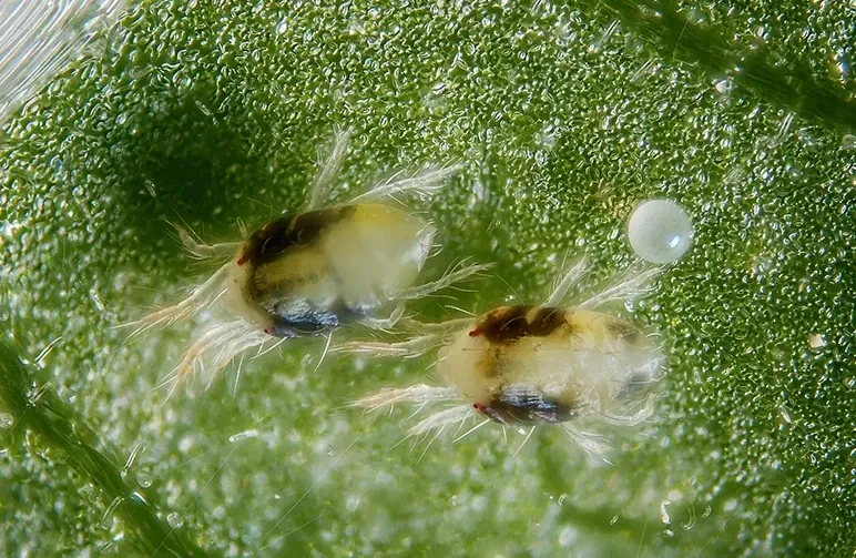 Identifier et se débarrasser des acariens sur le cannabis (rapidement, en toute sécurité et définitivement)