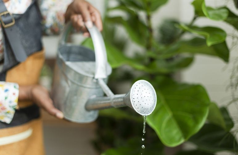 Quelle Quantité d'Eau Pour une Autofloraison Dans un Pot de 20L?