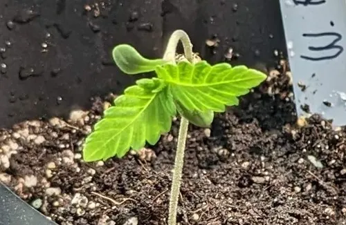 Le Meilleur Terreau Pour les Plantes à Autofloraison
