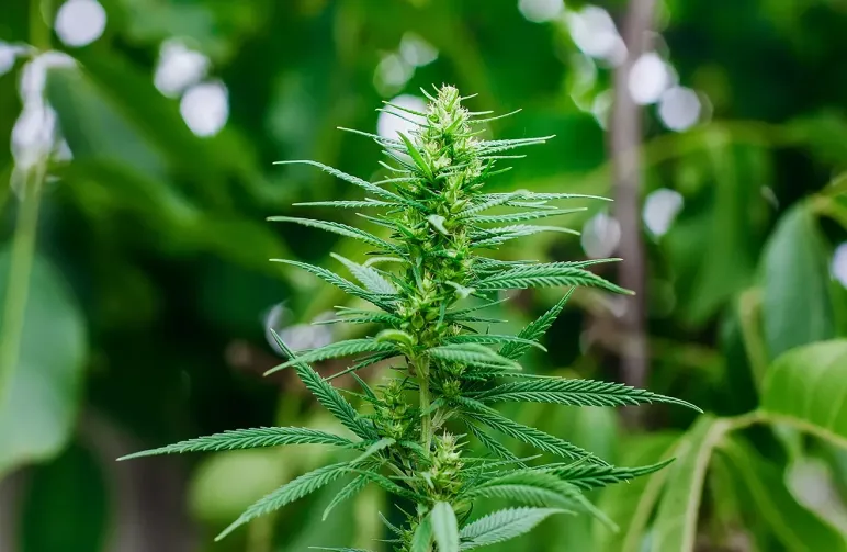 Qu'est ce qu'une Graine de Cannabis à Autofloraison ?