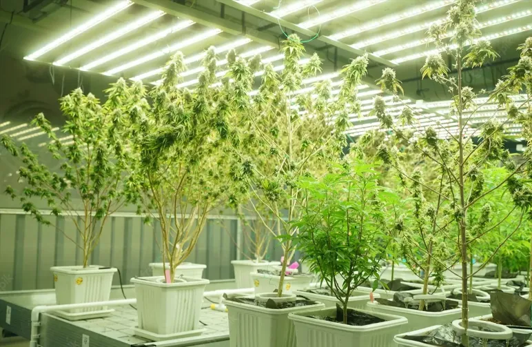 Qu'est-ce que le Lollipopping des Plantes de Cannabis et Comment Faire du Lollipop ?