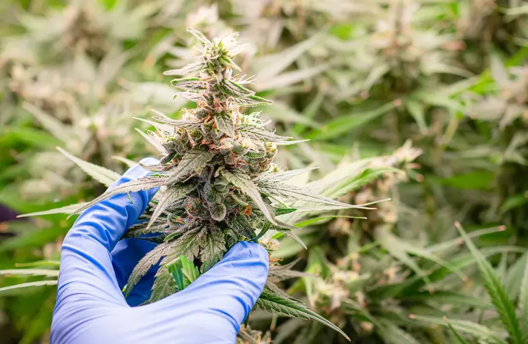 When récolter des autofloraisons : un guide visuel en 5 étapes