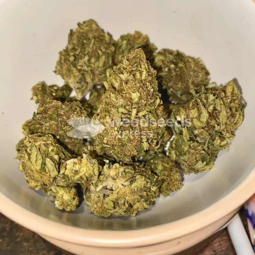 Black Domina Feminized by WeedSeedsExpress grown by spyder
