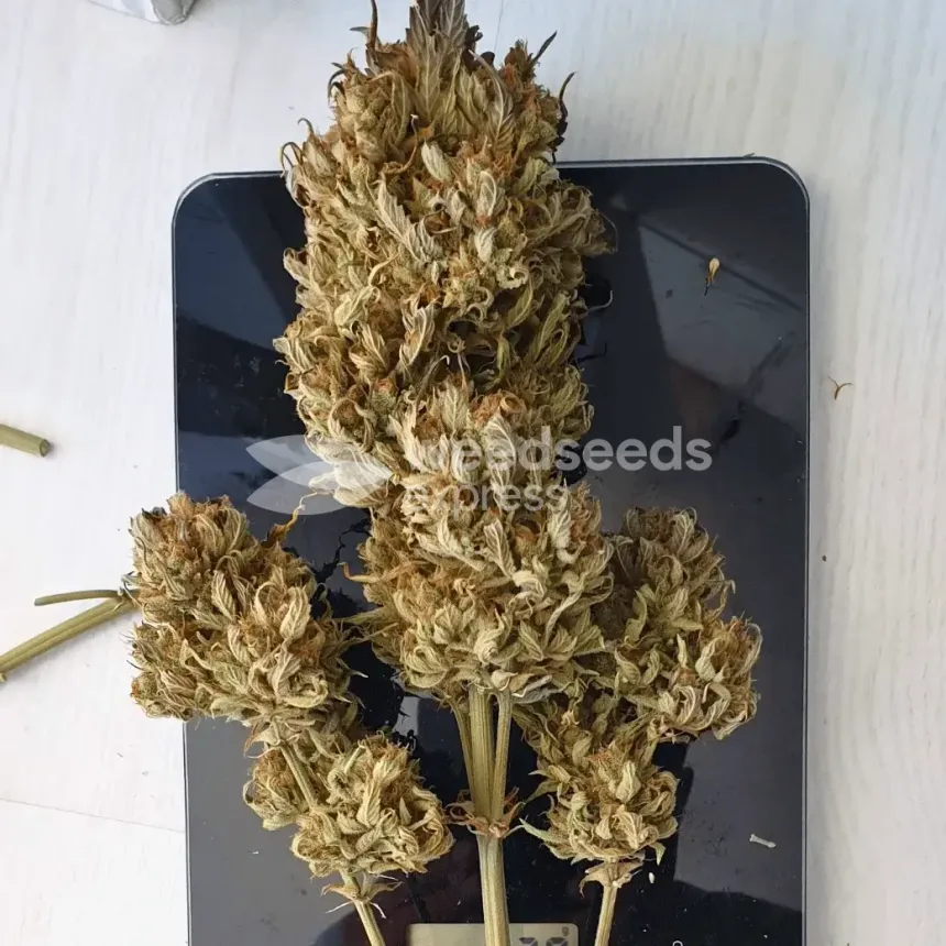 Hellfire OG Auto by WeedSeedsExpress grown by Mosquito_Haarlem_Holland