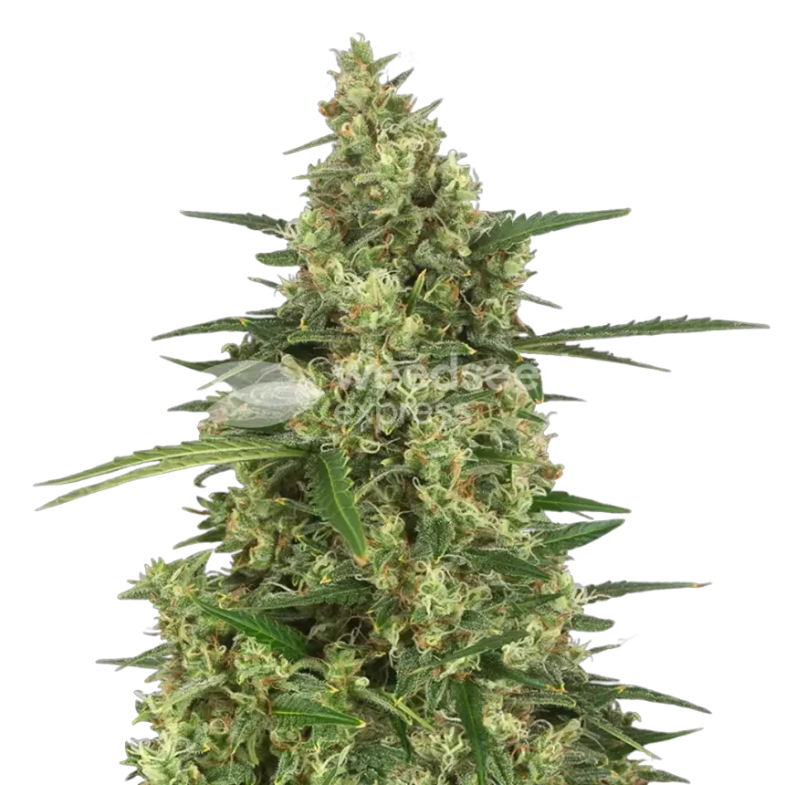 9 Pound Hammer Plante