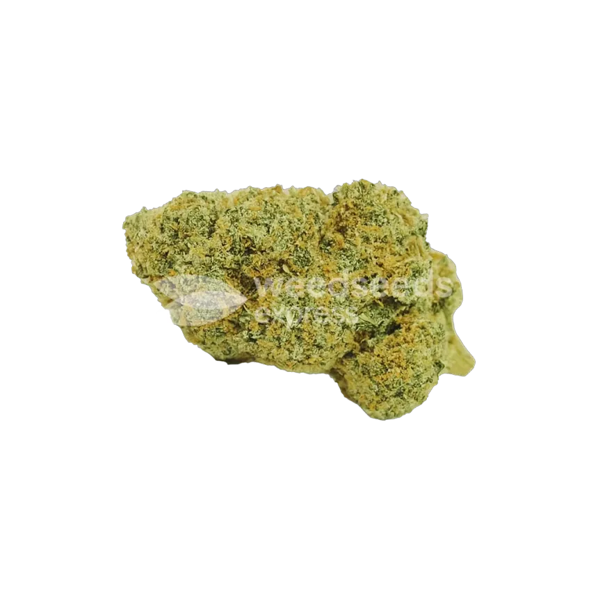 Bud de Acapulco Gold Auto