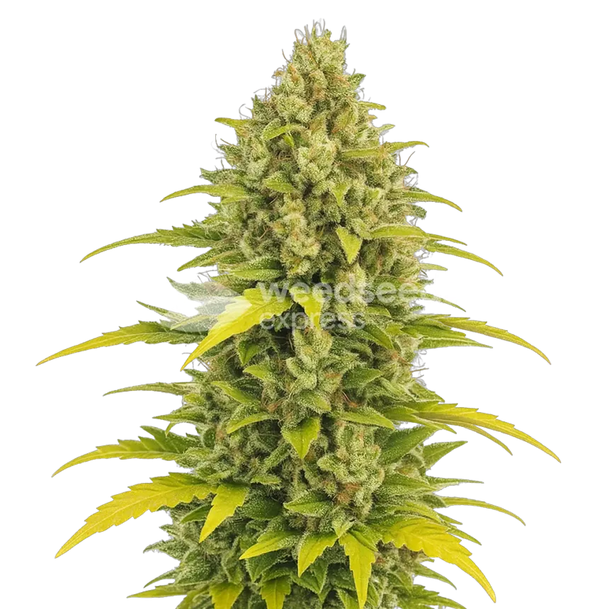 Plante de Acapulco Gold Auto