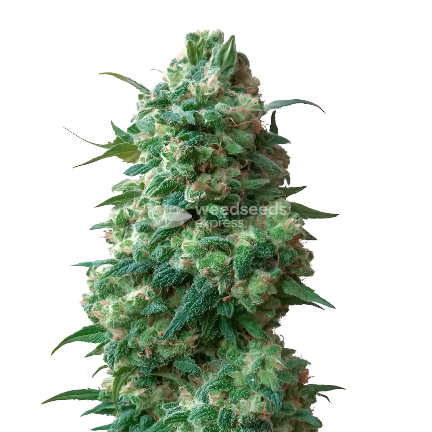 Plante de cannabis Afghan Kush