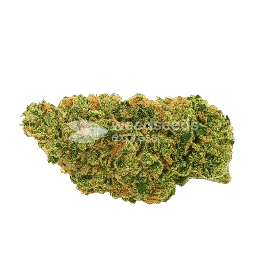Bud de AK47 Auto