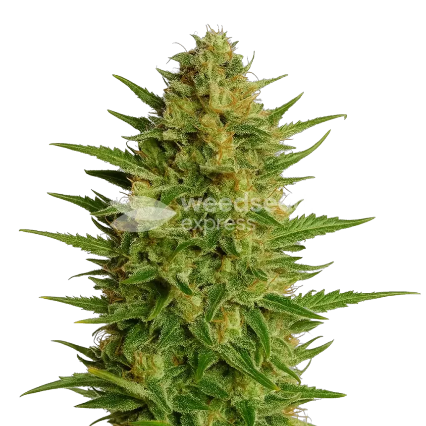 Plante de AK47 Auto