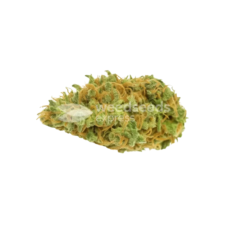 Bud de AK-48 Auto