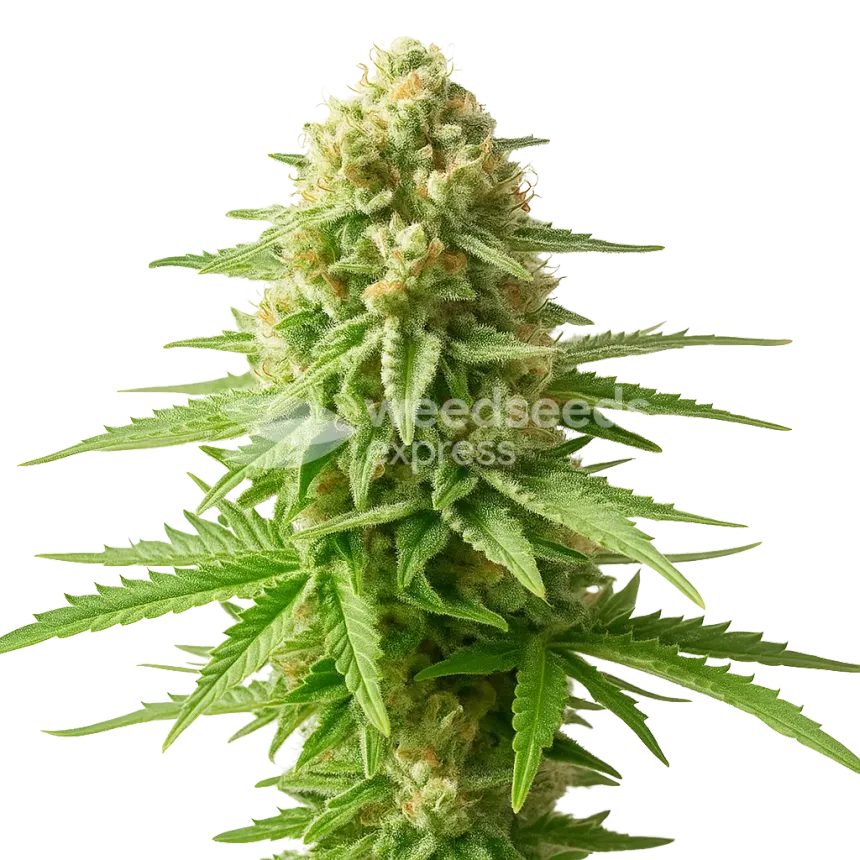 Plante de AK-48 Auto
