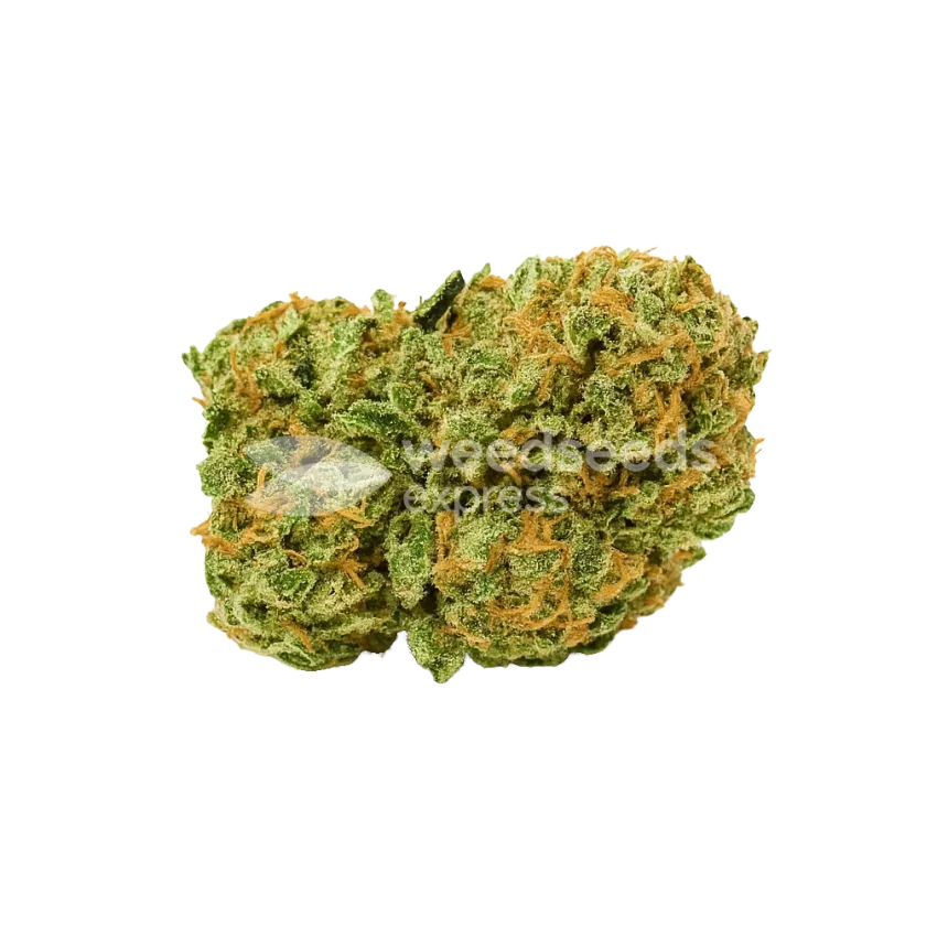 Bud de Amnesia Auto