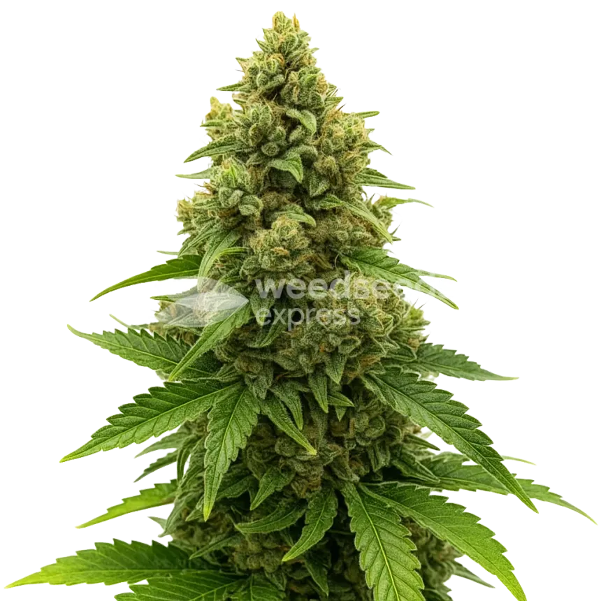Plante de Amnesia Auto