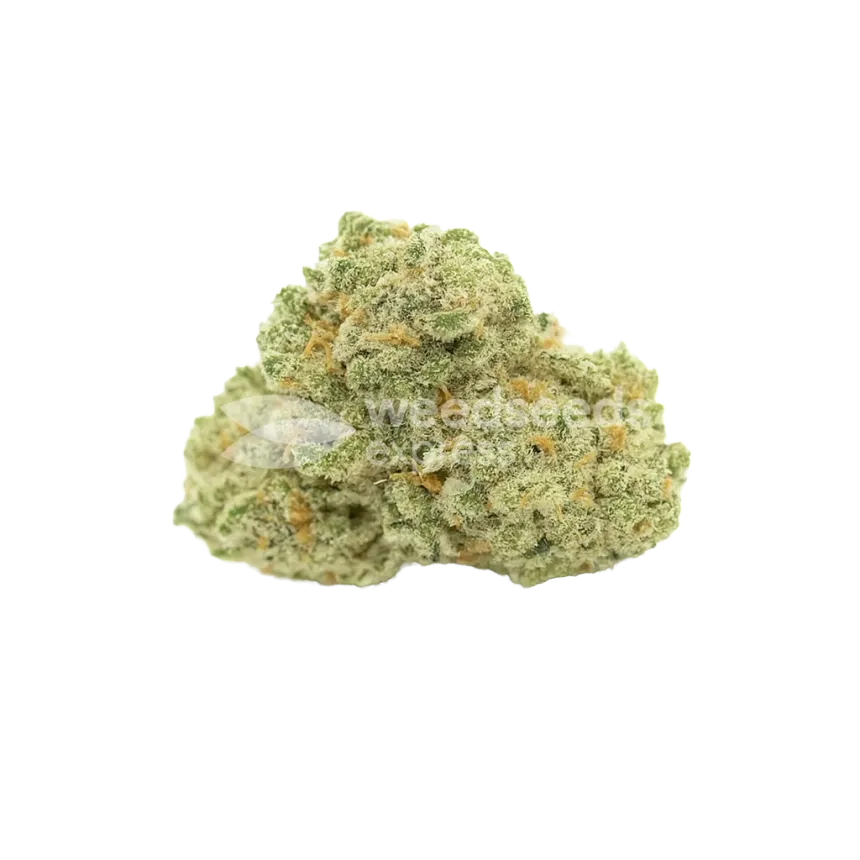 Bud de Amnesia Haze Auto