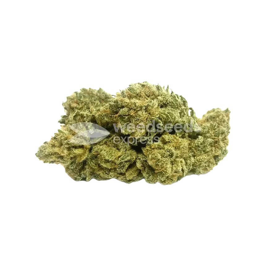 Bud de Amnesia Kush Auto