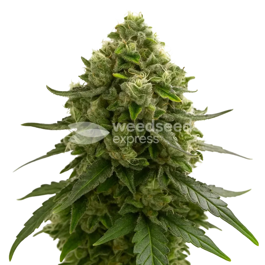 Plante de Amnesia Kush Auto