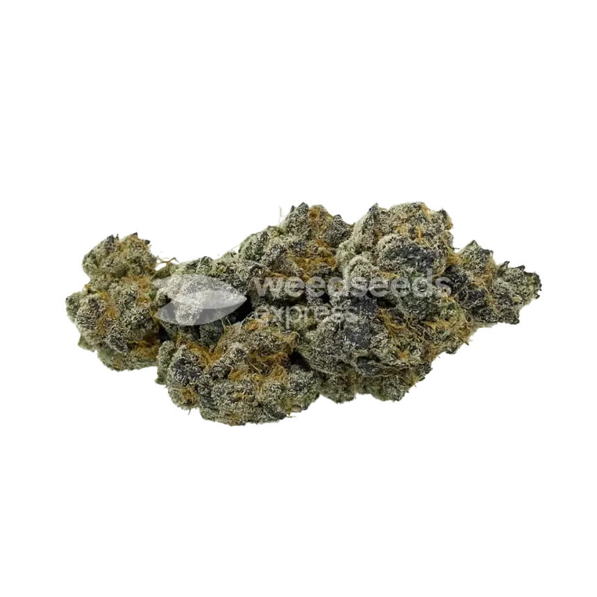 Bud de Animal Face Auto