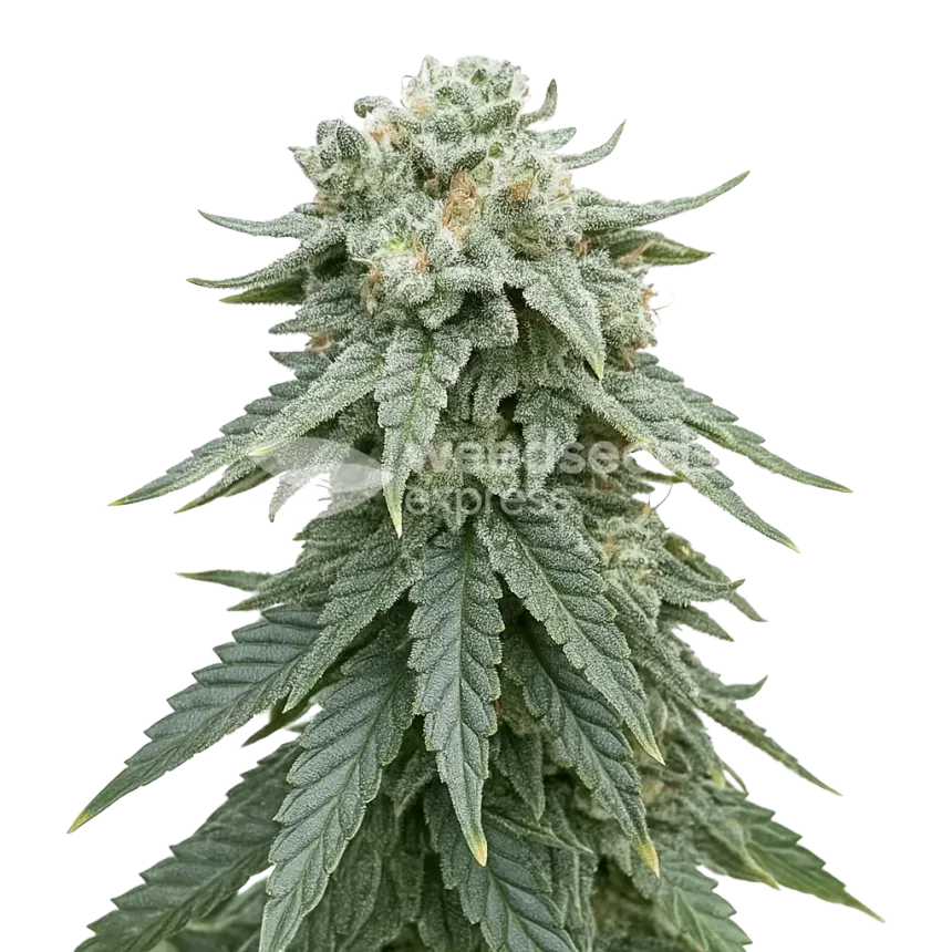 Plante de Animal Face Auto