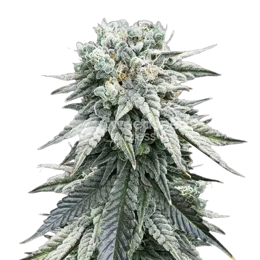 Animal Face Plante