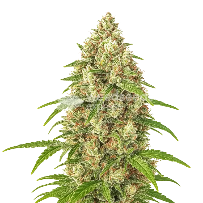 Plante de Banana Zkittlez Auto