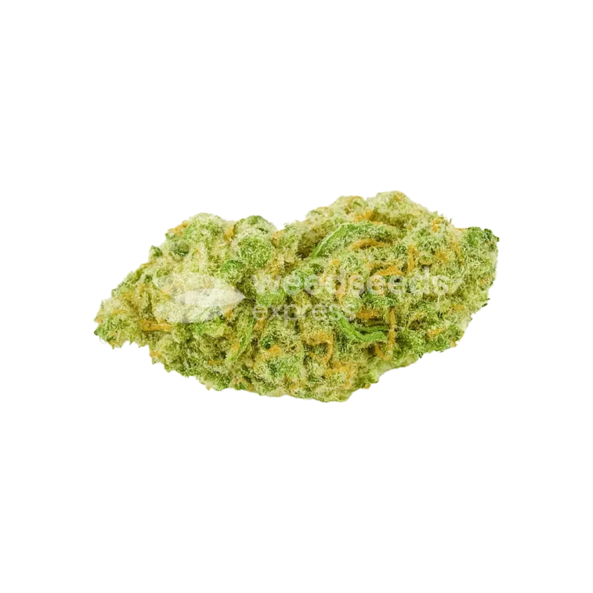 Bud de Banana Kush Auto