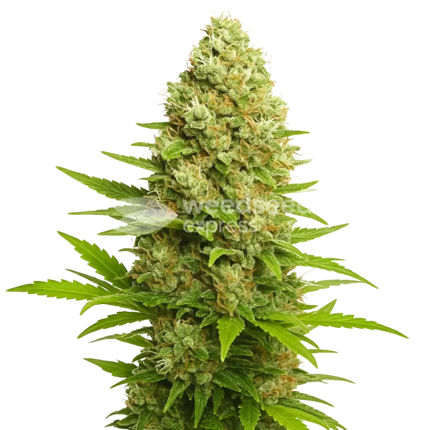 Plante de Banana Kush Auto