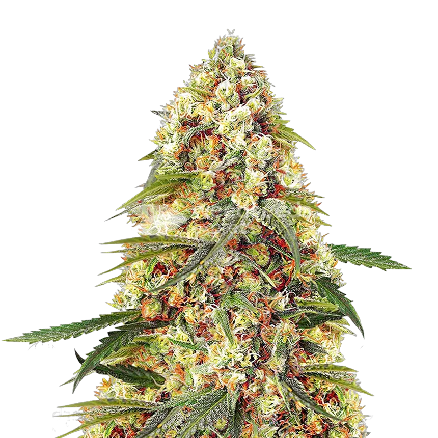 Banana Zkittlez Plante