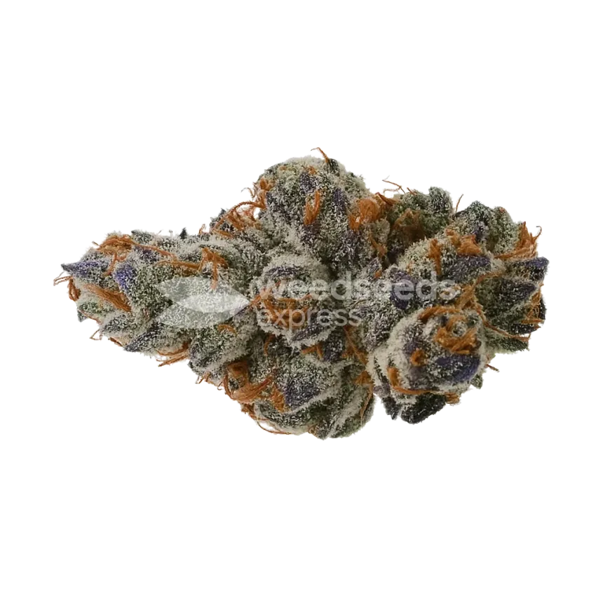 Bud de Black Runtz Auto