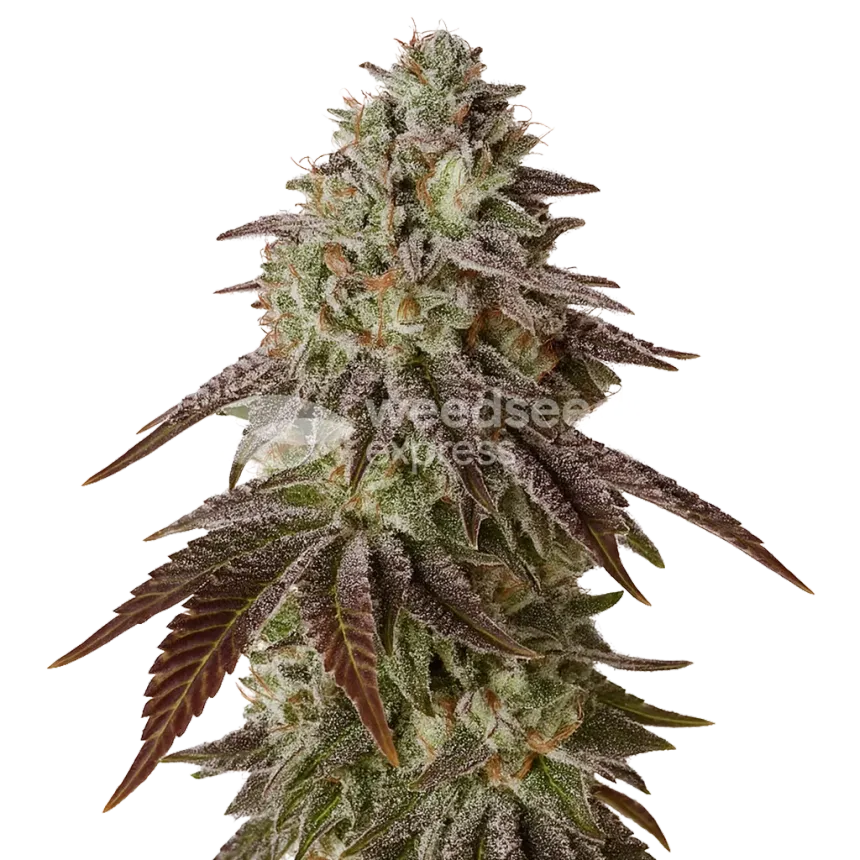Plante de Black Runtz Auto