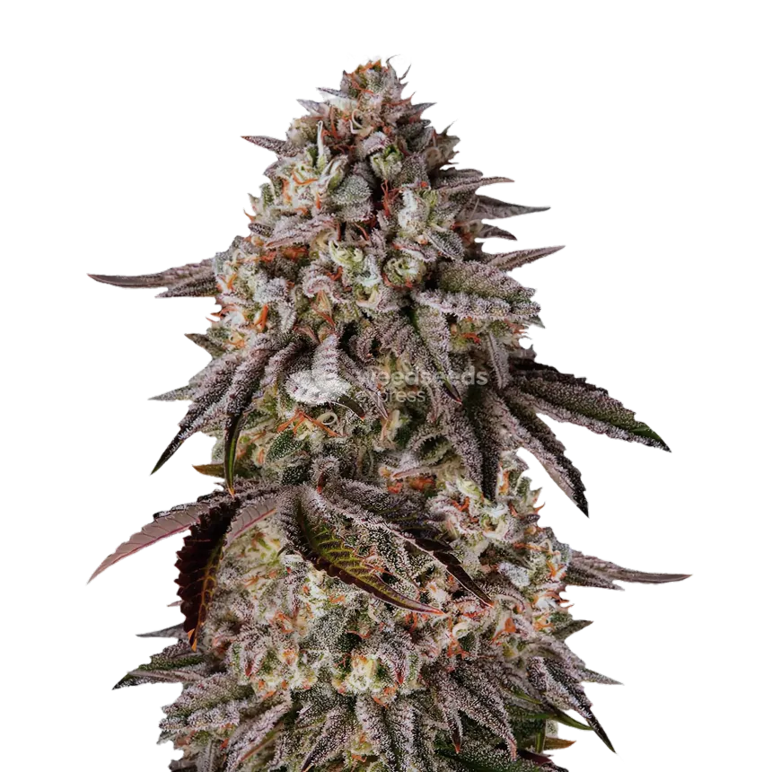 Black Runtz Plante
